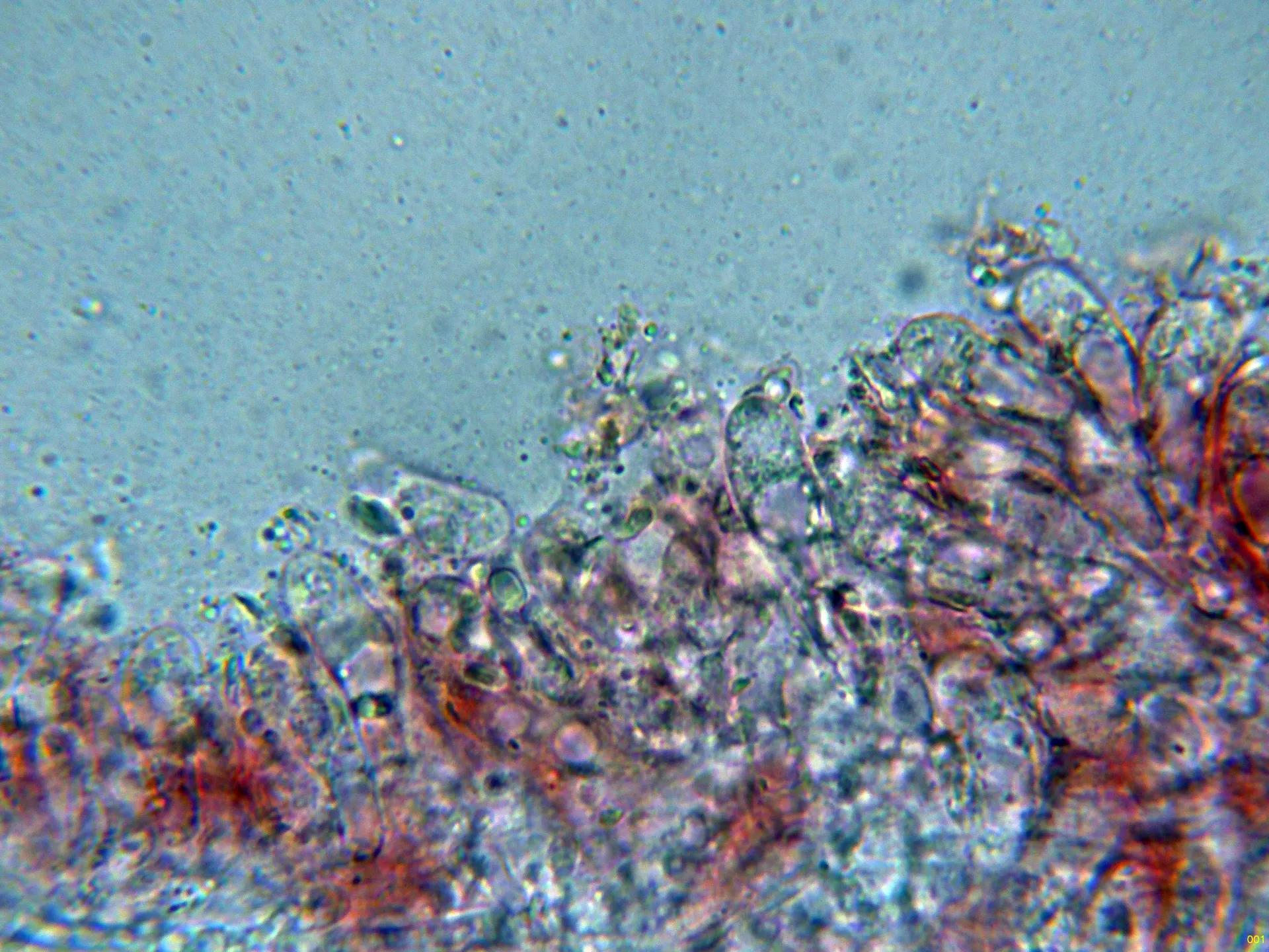 Microscopía de Polyporus tuberaster - 10 - Basidios-001